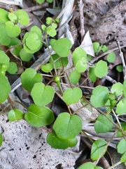 Fuchsia procumbens