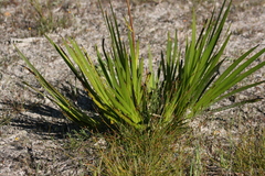 Anigozanthos