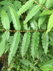 Zanthoxylum ailanthoides ailanthoides