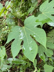 Magnoliopsida