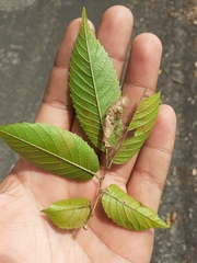 Ulmus mexicana
