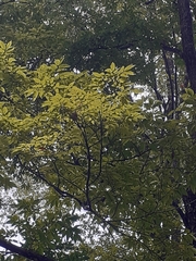 Ulmus mexicana