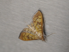 Mimorista