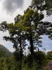 Ulmus mexicana