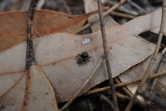 Maratus trigonus