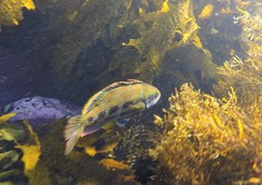 Heteroscarus acroptilus