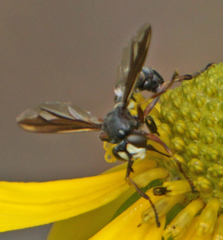 Physocephala furcillata