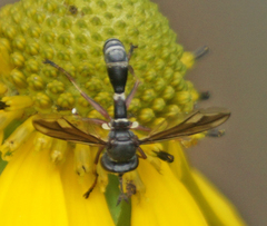 Physocephala furcillata