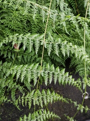 Dennstaedtia scandens