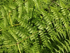 Dennstaedtia scandens