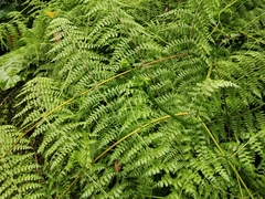 Dennstaedtia scandens