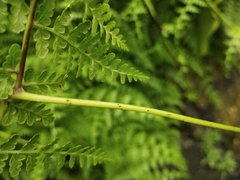 Dennstaedtia scandens