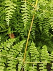 Dennstaedtia scandens