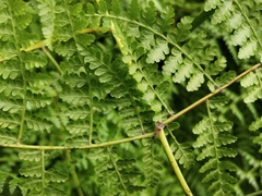 Dennstaedtia scandens