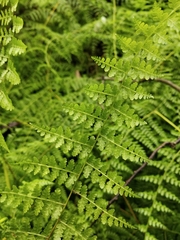 Dennstaedtia scandens