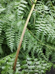 Dennstaedtia scandens