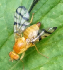Rhagoletis basiola