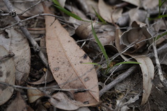Maratus karrie