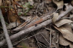 Maratus karrie