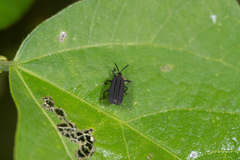 Xenochalepus maculicollis