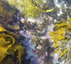 Leptoscarus vaigiensis