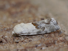 Acontiinae