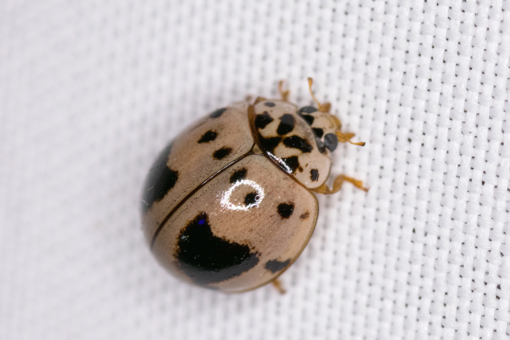 Ashy Gray Lady Beetle Olla v nigrum iNaturalist