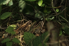 Sceloporus teapensis