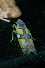 Protalebrella conica