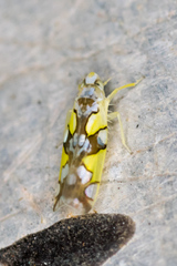 Protalebrella conica