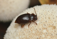 Lycoperdina ferruginea