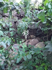 Decachaeta haenkeana