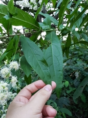 Decachaeta haenkeana
