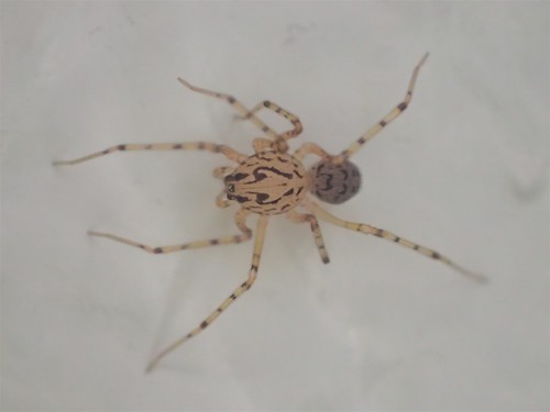 Common Spitting Spider photo 3