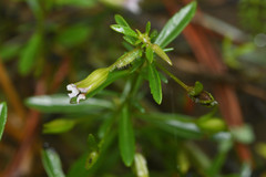 Mecardonia acuminata