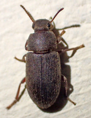 Blapstinus histricus
