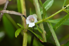 Mecardonia acuminata