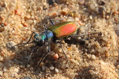 Cicindela scutellaris scutellaris