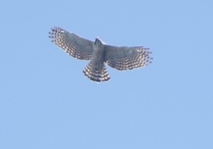 Nisaetus nipalensis