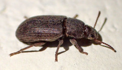 Blapstinus histricus
