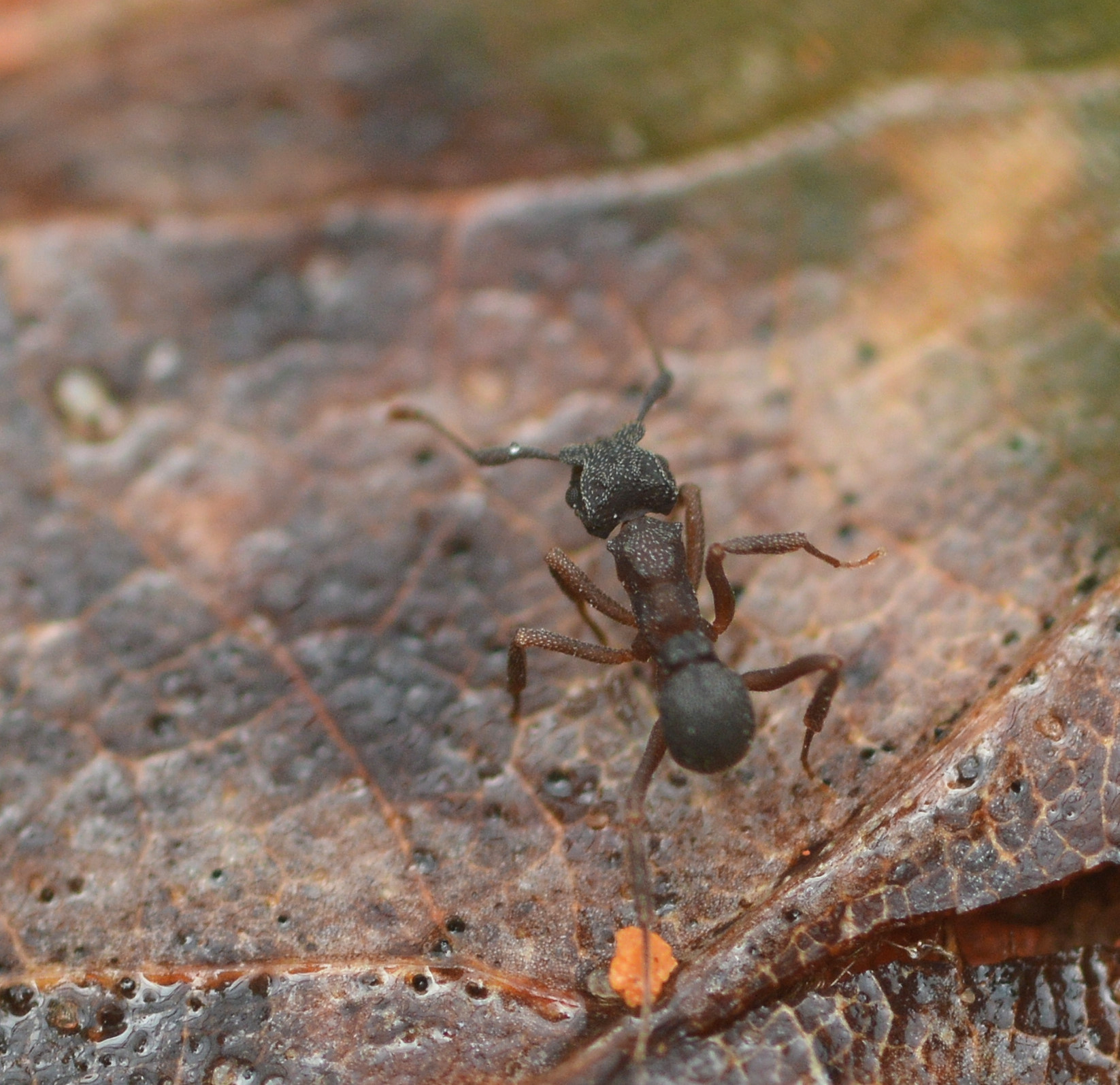 Cyphomyrmex rimosus