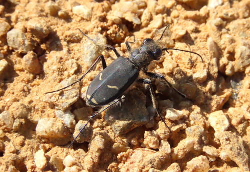 Purple Tiger Beetle