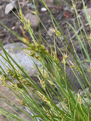 Carex rossii