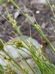 Carex rossii