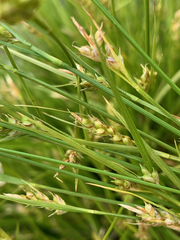 Carex rossii