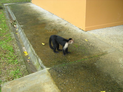 Colombian White-throated Capuchin