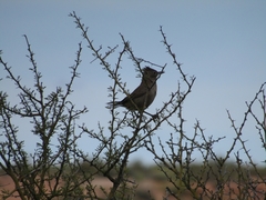 Pseudoseisura gutturalis