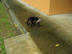 Cebus capucinus