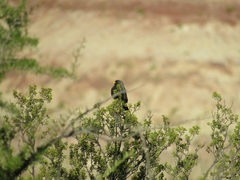 Rhopospina carbonaria