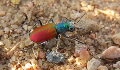 Cicindela scutellaris scutellaris
